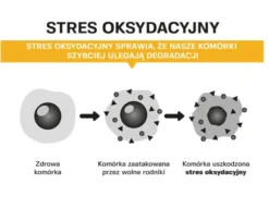 ISOSTAR Koncentrat 400 g + nowmax® Isotonic Drink 25 g + 2x ISOSTAR Baton Wysokobiałkowy 30% 55 g