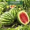 PREMIUM SEEDS Arbuz Crimson Sweet Nasiona 1 g