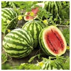 PREMIUM SEEDS Arbuz Crimson Sweet Nasiona 1 g
