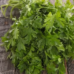 PREMIUM SEEDS Pietruszka Naciowa Gigante D'Italia Nasiona 2 g