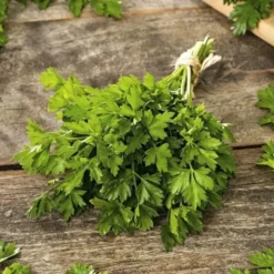 PREMIUM SEEDS Pietruszka Naciowa Gigante D'Italia Nasiona 2 g