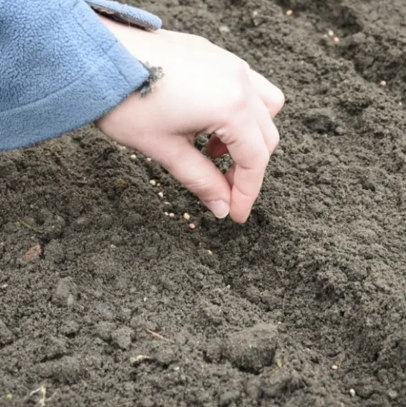 PREMIUM SEEDS Pietruszka Naciowa Gigante D'Italia Nasiona 2 g